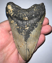 Load image into Gallery viewer, Megalodon Fossil Shark Tooth 3.8 Inches! Not Repaired!