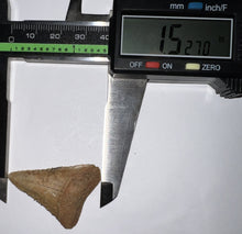 Load image into Gallery viewer, Large Chilean Fossil Great White Shark Tooth 1.527 Inches