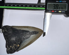 Load image into Gallery viewer, Megalodon Fossil Shark Tooth 3.8 Inches! Not Repaired!