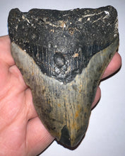 Load image into Gallery viewer, Megalodon Fossil Shark Tooth 3.84 Inches! Not Repaired!