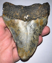 Load image into Gallery viewer, Megalodon Fossil Shark Tooth 3.84 Inches! Not Repaired!
