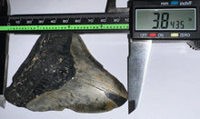 Load image into Gallery viewer, Megalodon Fossil Shark Tooth 3.84 Inches! Not Repaired!