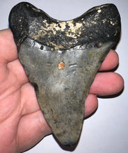 Load image into Gallery viewer, Megalodon Fossil Shark Tooth 3.61 Inches! Not Repaired!