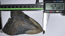 Load image into Gallery viewer, Large Megalodon Fossil Shark Tooth 4.26 Inches! Not Repaired!