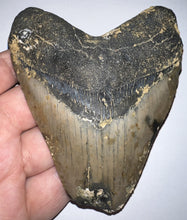 Load image into Gallery viewer, Large Megalodon Fossil Shark Tooth 4.33 Inches! Not Repaired!