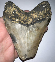 Load image into Gallery viewer, Large Megalodon Fossil Shark Tooth 4.33 Inches! Not Repaired!