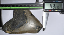 Load image into Gallery viewer, Large Megalodon Fossil Shark Tooth 4.33 Inches! Not Repaired!