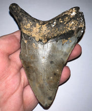Load image into Gallery viewer, Large Megalodon Fossil Shark Tooth 4.06 Inches! Not Repaired!