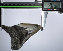 Load image into Gallery viewer, Large Megalodon Fossil Shark Tooth 4.06 Inches! Not Repaired!