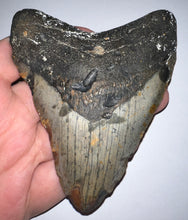 Load image into Gallery viewer, Large Megalodon Fossil Shark Tooth 4.34 Inches! Not Repaired!