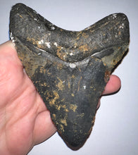 Load image into Gallery viewer, Large Megalodon Fossil Shark Tooth 4.34 Inches! Not Repaired!
