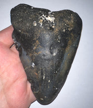 Load image into Gallery viewer, Huge Megalodon Fossil Shark Tooth 4.58 Inches! Not Repaired!
