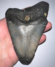 Load image into Gallery viewer, Huge Megalodon Fossil Shark Tooth 4.58 Inches! Not Repaired!