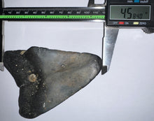 Load image into Gallery viewer, Huge Megalodon Fossil Shark Tooth 4.58 Inches! Not Repaired!