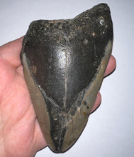 Load image into Gallery viewer, Huge Megalodon Fossil Shark Tooth 4.75 Inches! Not Repaired!