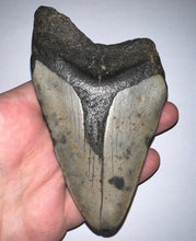 Load image into Gallery viewer, Huge Megalodon Fossil Shark Tooth 4.75 Inches! Not Repaired!