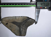 Load image into Gallery viewer, Huge Megalodon Fossil Shark Tooth 4.75 Inches! Not Repaired!
