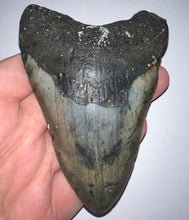 Load image into Gallery viewer, Large Megalodon Fossil Shark Tooth 4.14 Inches! Not Repaired!