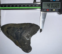 Load image into Gallery viewer, Large Megalodon Fossil Shark Tooth 4.14 Inches! Not Repaired!