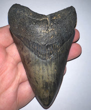 Load image into Gallery viewer, Large Megalodon Fossil Shark Tooth 4.24 Inches! Not Repaired!