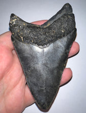 Load image into Gallery viewer, Large Megalodon Fossil Shark Tooth 4.24 Inches! Not Repaired!