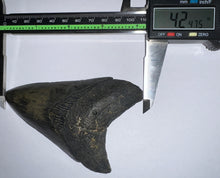 Load image into Gallery viewer, Large Megalodon Fossil Shark Tooth 4.24 Inches! Not Repaired!
