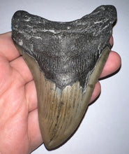 Load image into Gallery viewer, Large Megalodon Fossil Shark Tooth 4.31 Inches! Not Repaired!