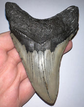 Load image into Gallery viewer, Large Megalodon Fossil Shark Tooth 4.31 Inches! Not Repaired!