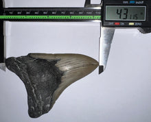 Load image into Gallery viewer, Large Megalodon Fossil Shark Tooth 4.31 Inches! Not Repaired!
