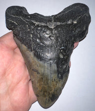 Load image into Gallery viewer, Huge Megalodon Fossil Shark Tooth 5.06 Inches! Not Repaired!