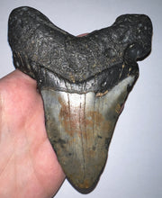 Load image into Gallery viewer, Huge Megalodon Fossil Shark Tooth 5.06 Inches! Not Repaired!