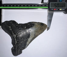 Load image into Gallery viewer, Huge Megalodon Fossil Shark Tooth 5.06 Inches! Not Repaired!