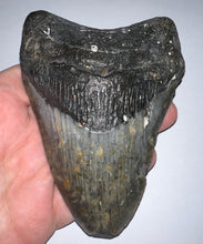 Load image into Gallery viewer, Huge Megalodon Fossil Shark Tooth 4.92 Inches! Not Repaired!
