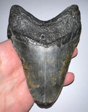 Load image into Gallery viewer, Huge Megalodon Fossil Shark Tooth 4.92 Inches! Not Repaired!