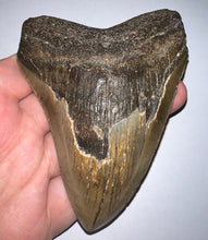 Load image into Gallery viewer, Large Megalodon Fossil Shark Tooth 4.43 Inches! Not Repaired!