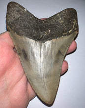 Load image into Gallery viewer, Large Megalodon Fossil Shark Tooth 4.43 Inches! Not Repaired!
