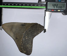 Load image into Gallery viewer, Large Megalodon Fossil Shark Tooth 4.43 Inches! Not Repaired!