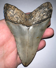 Load image into Gallery viewer, Large Megalodon Fossil Shark Tooth 4.2 Inches! Not Repaired! Fantastic Serrations!