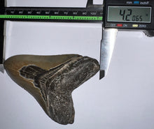 Load image into Gallery viewer, Large Megalodon Fossil Shark Tooth 4.2 Inches! Not Repaired! Fantastic Serrations!