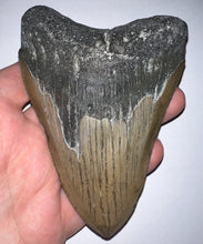 Load image into Gallery viewer, Huge Megalodon Fossil Shark Tooth 4.72 Inches! Not Repaired!