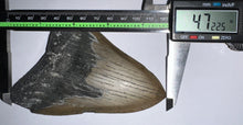 Load image into Gallery viewer, Huge Megalodon Fossil Shark Tooth 4.72 Inches! Not Repaired!