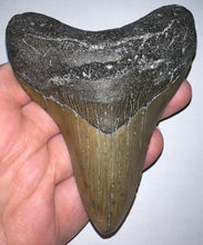 Load image into Gallery viewer, Large Megalodon Fossil Shark Tooth 4.19 Inches! Not Repaired!