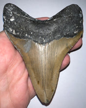 Load image into Gallery viewer, Large Megalodon Fossil Shark Tooth 4.19 Inches! Not Repaired!