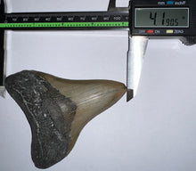 Load image into Gallery viewer, Large Megalodon Fossil Shark Tooth 4.19 Inches! Not Repaired!