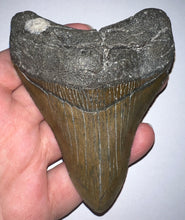 Load image into Gallery viewer, Large Megalodon Fossil Shark Tooth 4.22 Inches! Not Repaired! Fantastic Serrations!