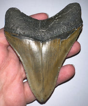 Load image into Gallery viewer, Large Megalodon Fossil Shark Tooth 4.22 Inches! Not Repaired! Fantastic Serrations!