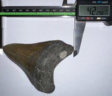Load image into Gallery viewer, Large Megalodon Fossil Shark Tooth 4.22 Inches! Not Repaired! Fantastic Serrations!