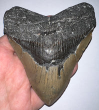 Load image into Gallery viewer, Huge Megalodon Fossil Shark Tooth 4.5 Inches! Not Repaired! Fantastic Serrations!