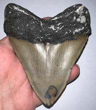 Load image into Gallery viewer, Huge Megalodon Fossil Shark Tooth 4.5 Inches! Not Repaired! Fantastic Serrations!