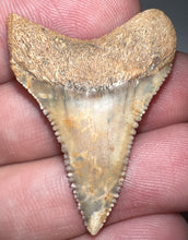 Load image into Gallery viewer, Chilean Fossil Great White Shark Tooth 1.42 Inches